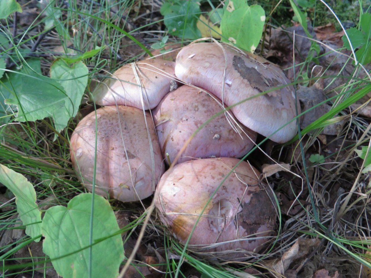 Гриб паутинник голубовато опоясанный