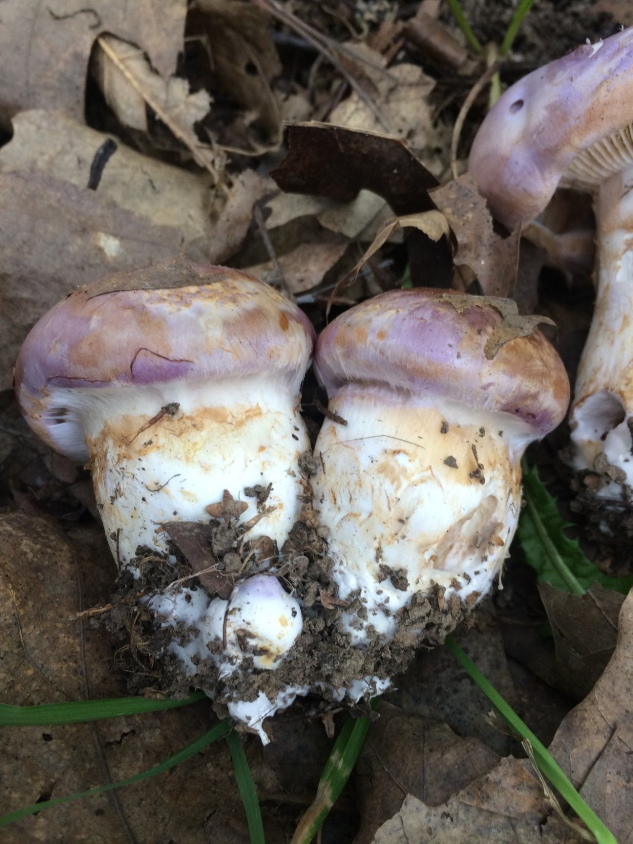 Паутинник светло-Охристый