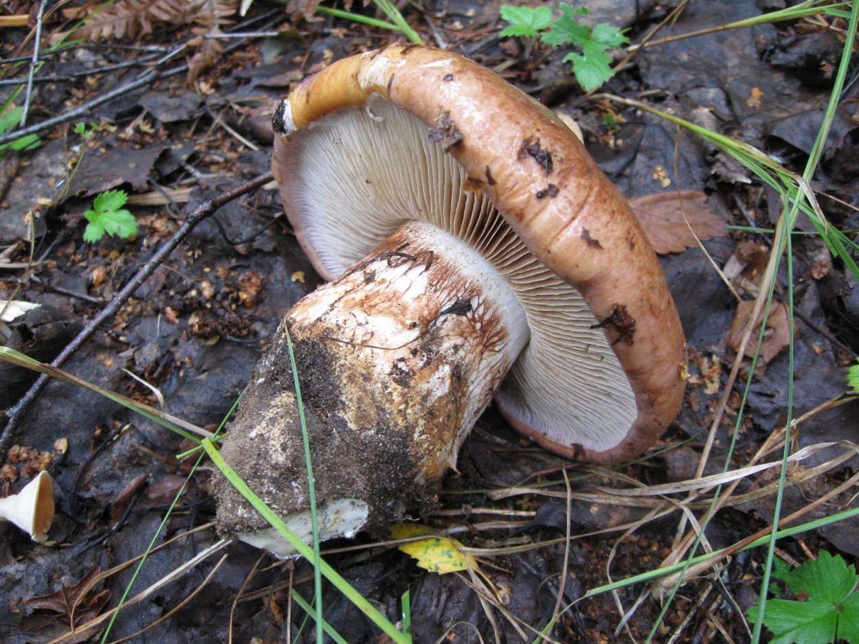 Паутинник водянисто-голубой