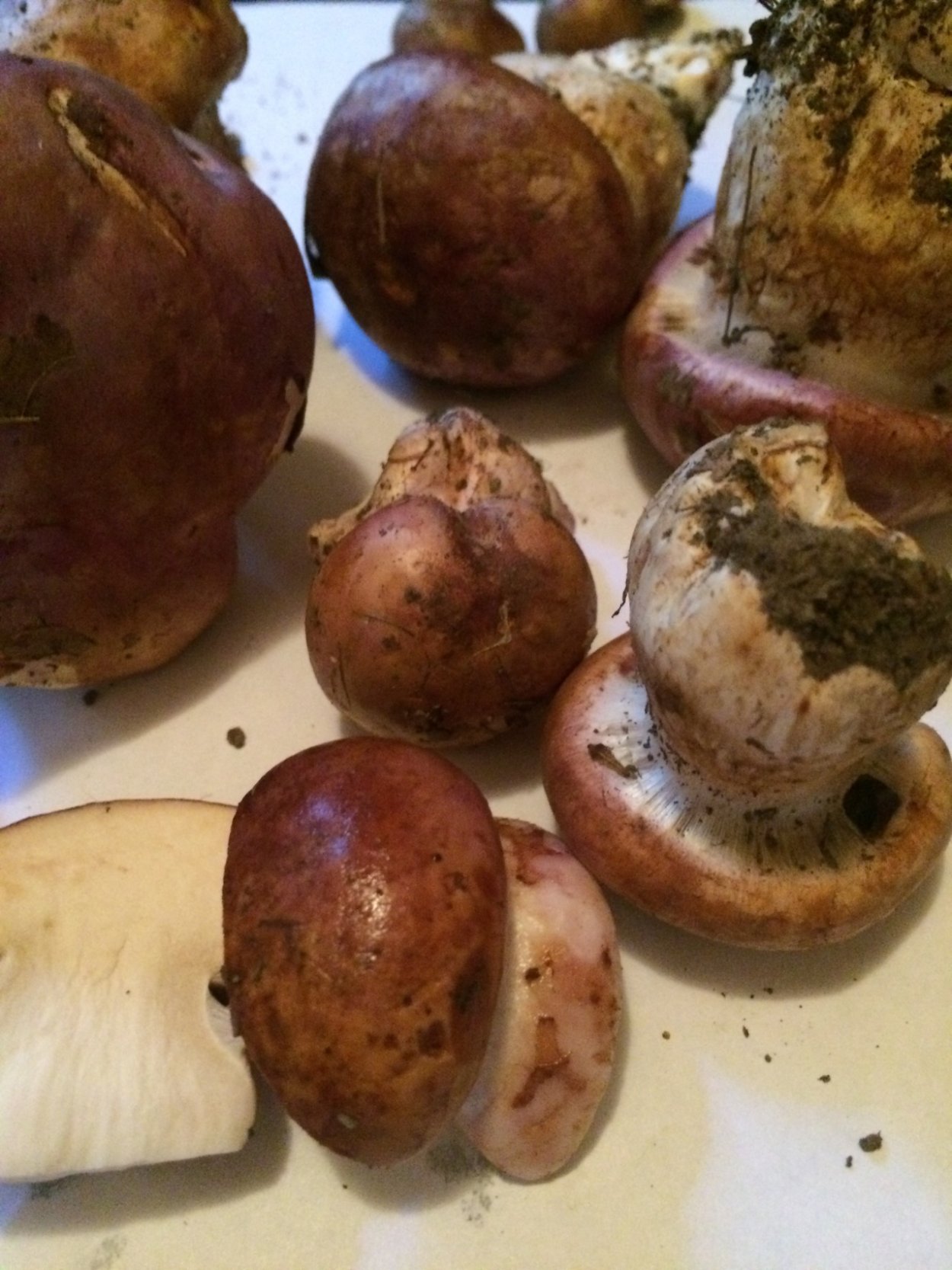 Паутинник березовый