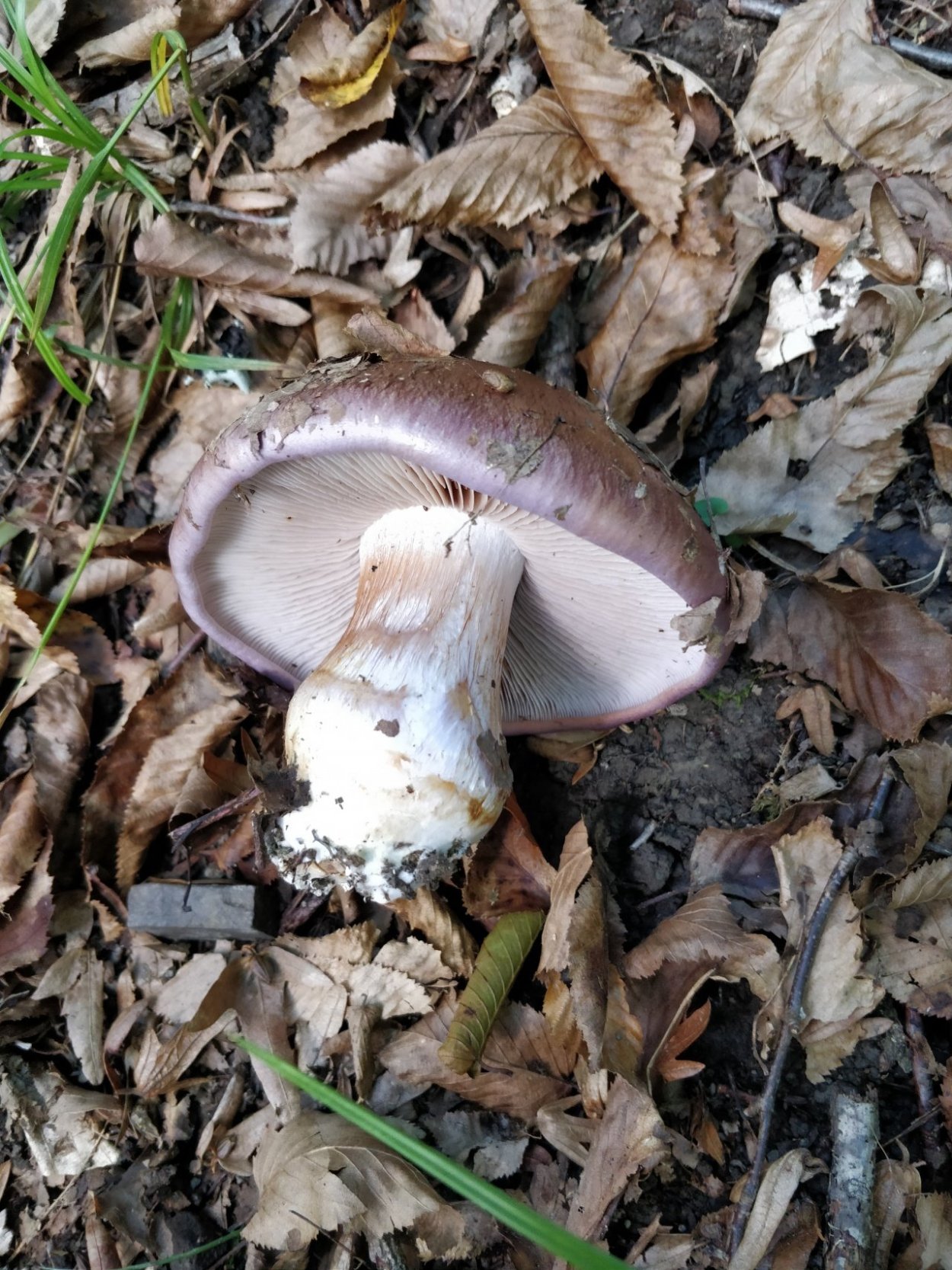 Паутинник голубовато-опоясанный Cortinarius balteatocumatilis