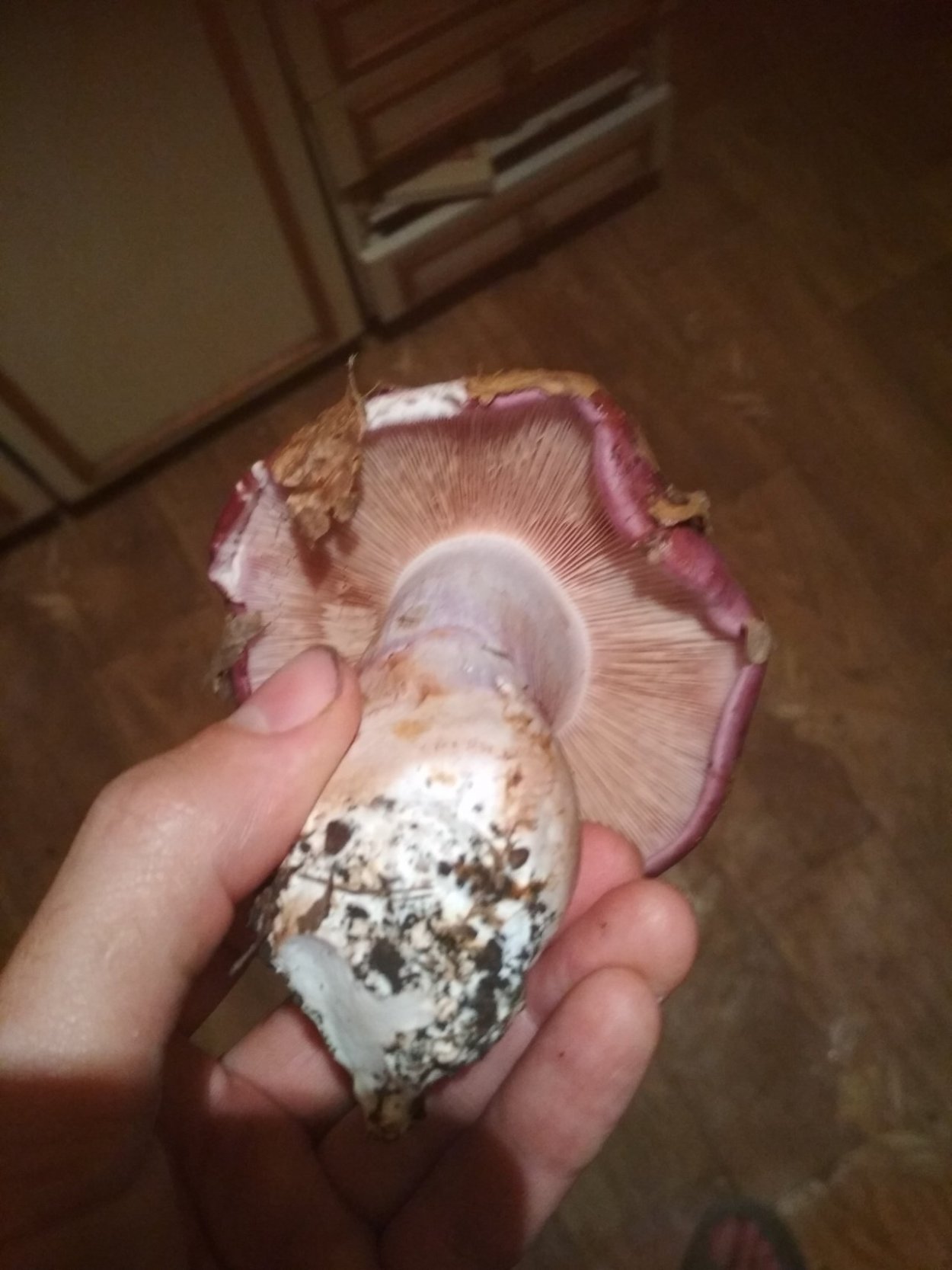 Грибы Ростовской области