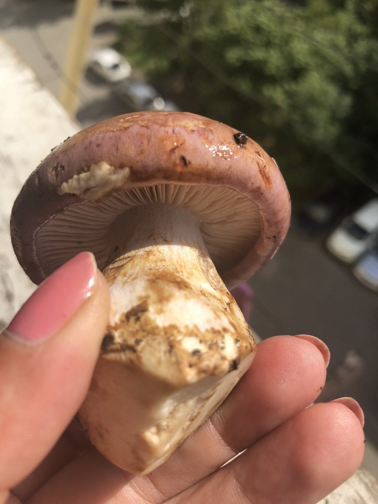 Паутинник голубовато-опоясанный Cortinarius balteatocumatilis