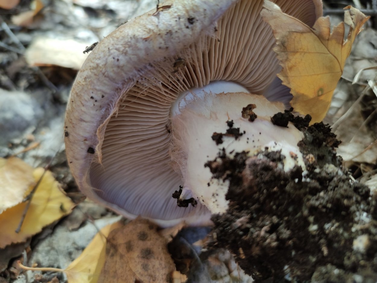 Паутинник сизоножковый гриб