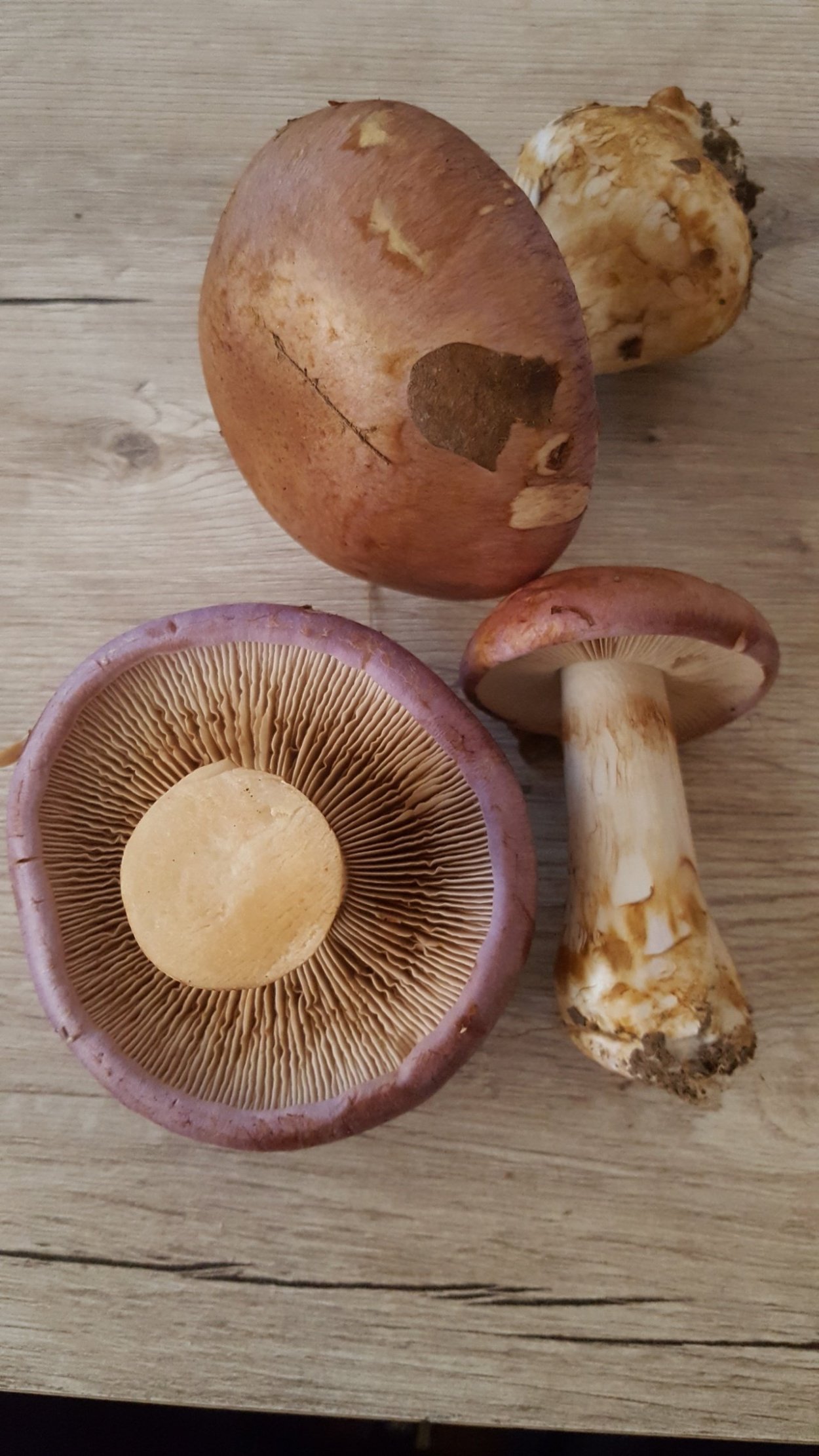 Грибы Донбасса