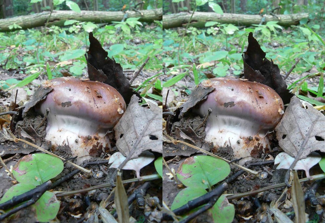 Гриб паутинник голубовато опоясанный