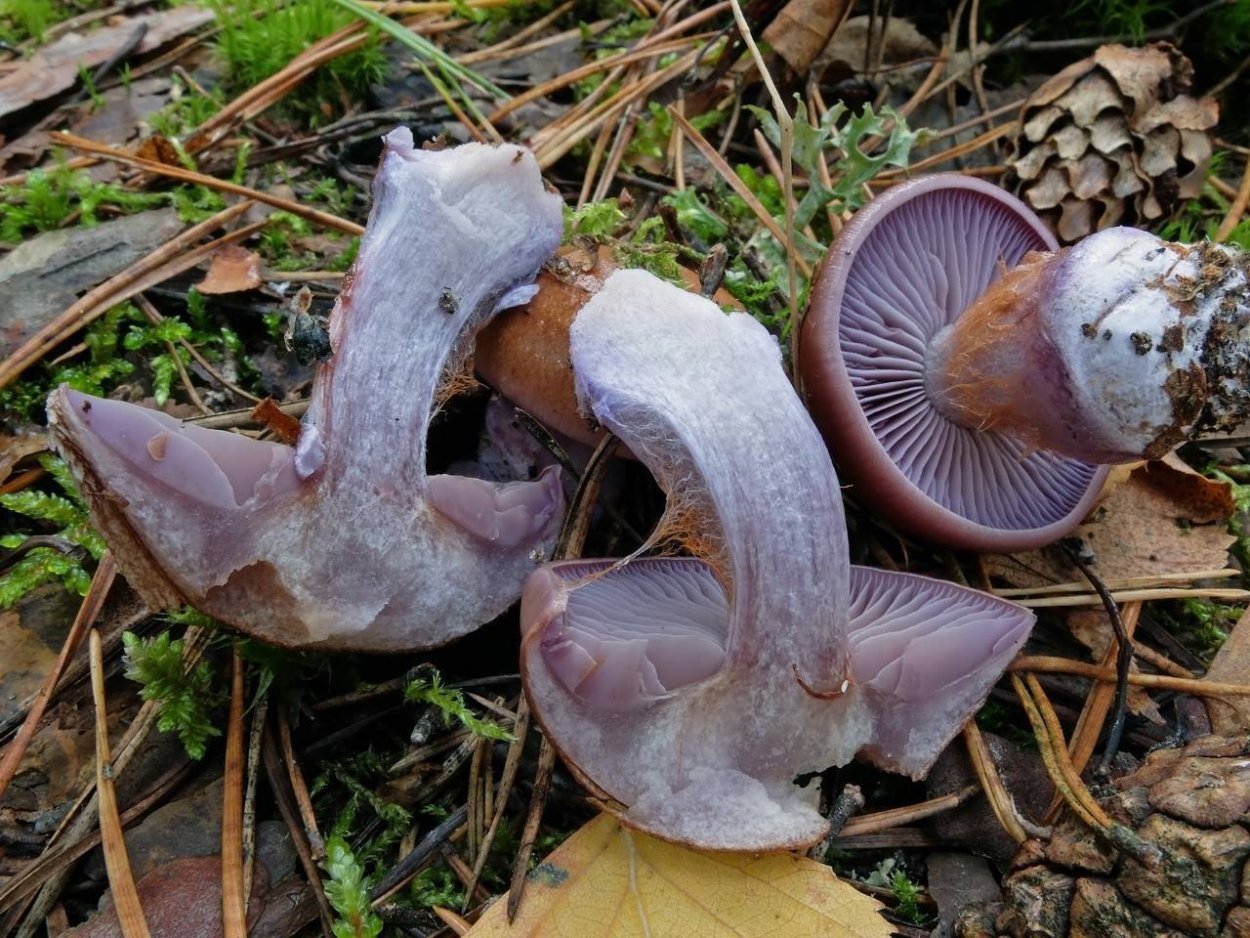 Паутинник голубовато-опоясанный Cortinarius balteatocumatilis