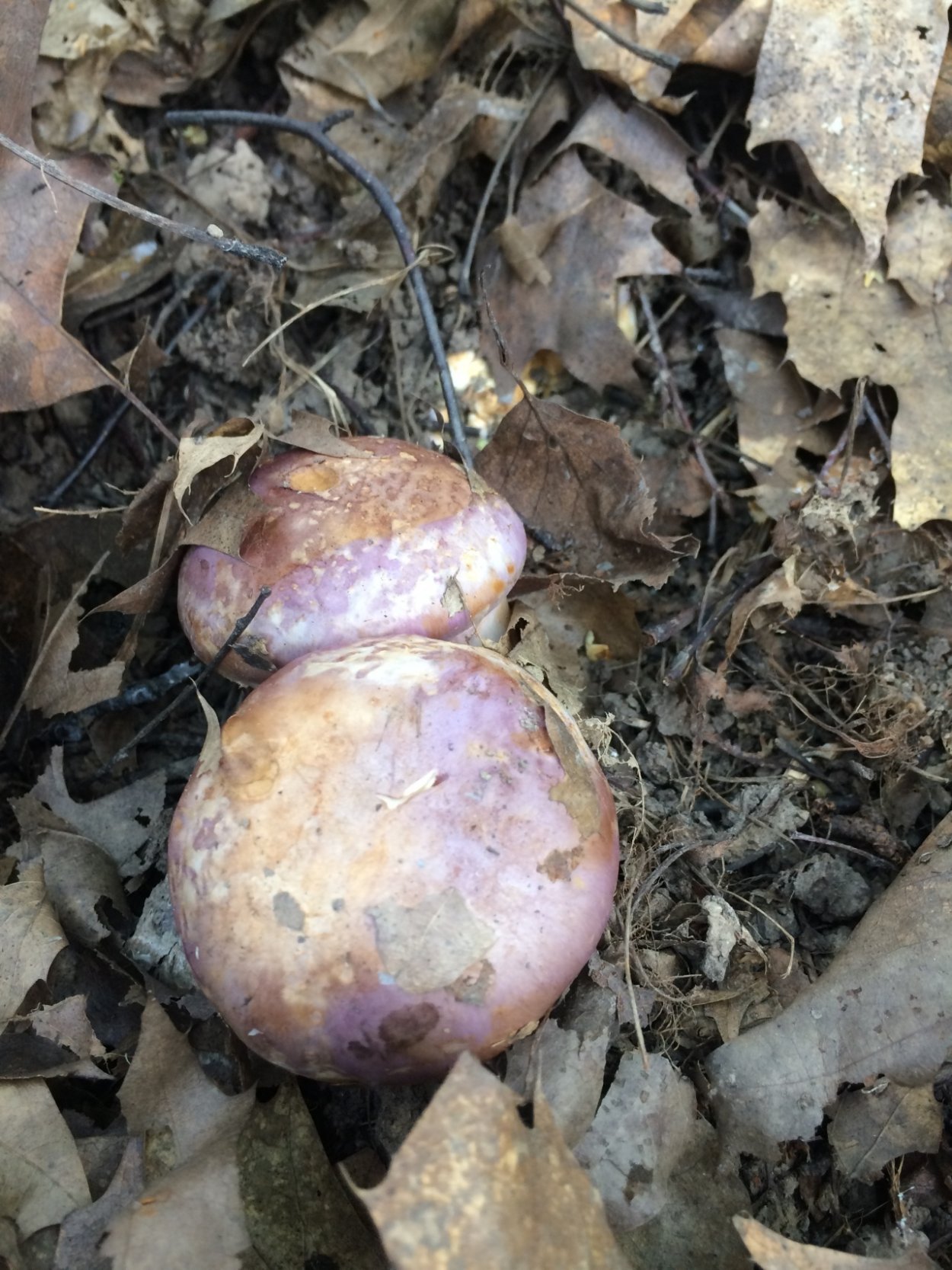 Съедобные грибы Башкирии