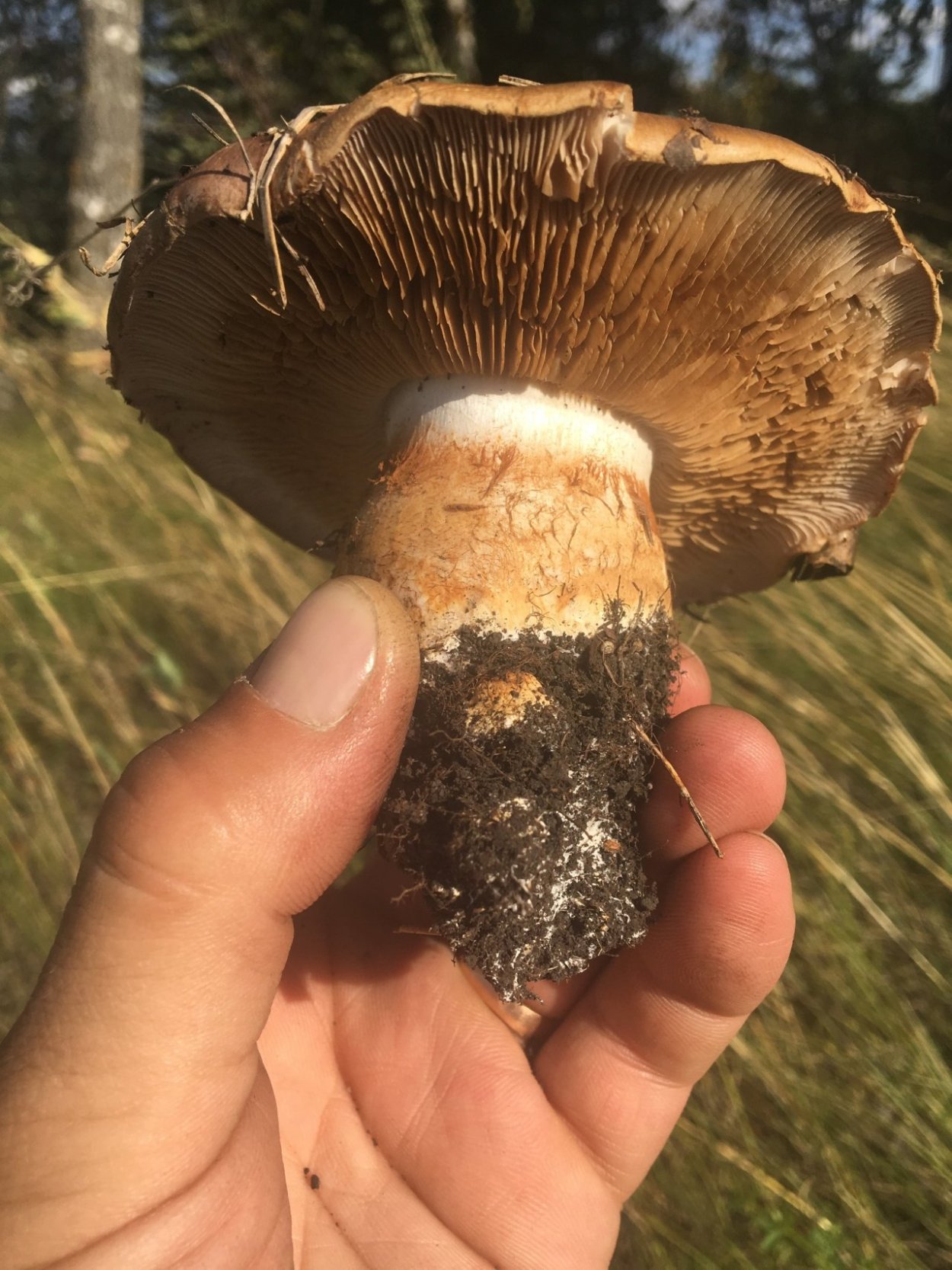 Паутинник гриб ложный