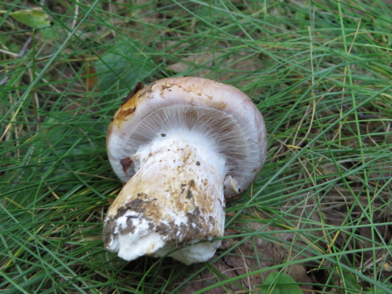 Паутинник голубовато-опоясанный Cortinarius balteatocumatilis