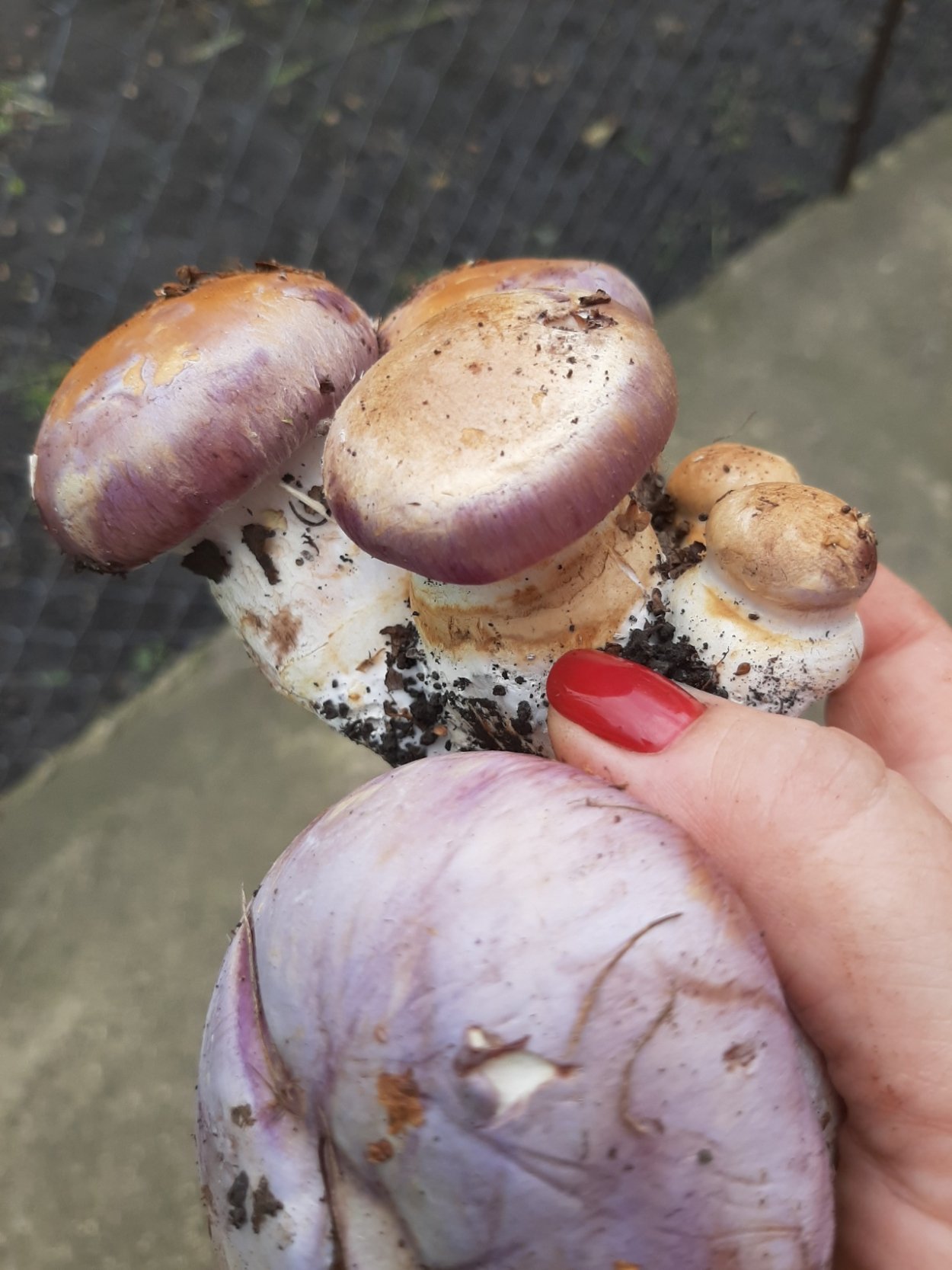 Cortinarius паутинник