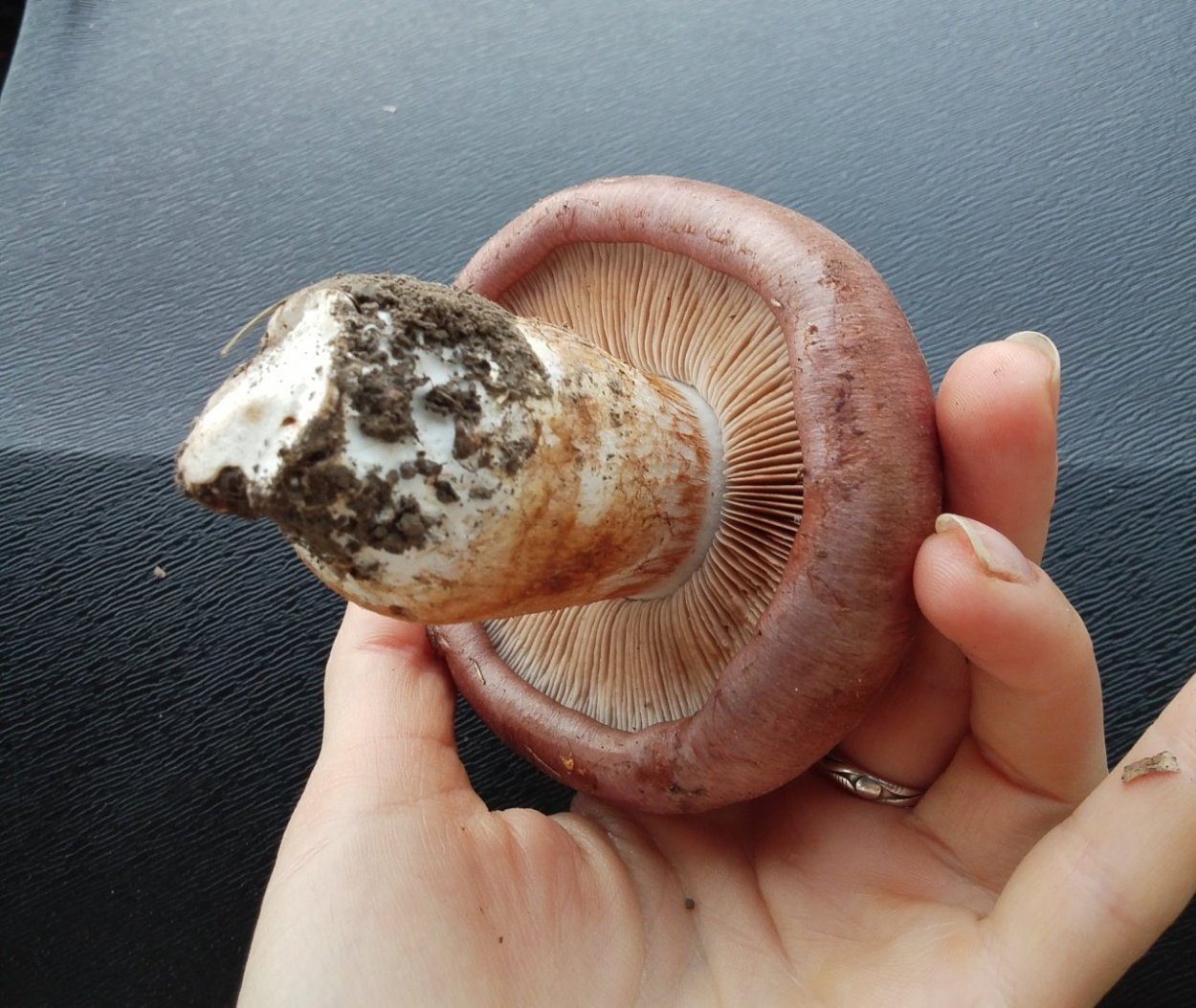 Cortinarius balteatus