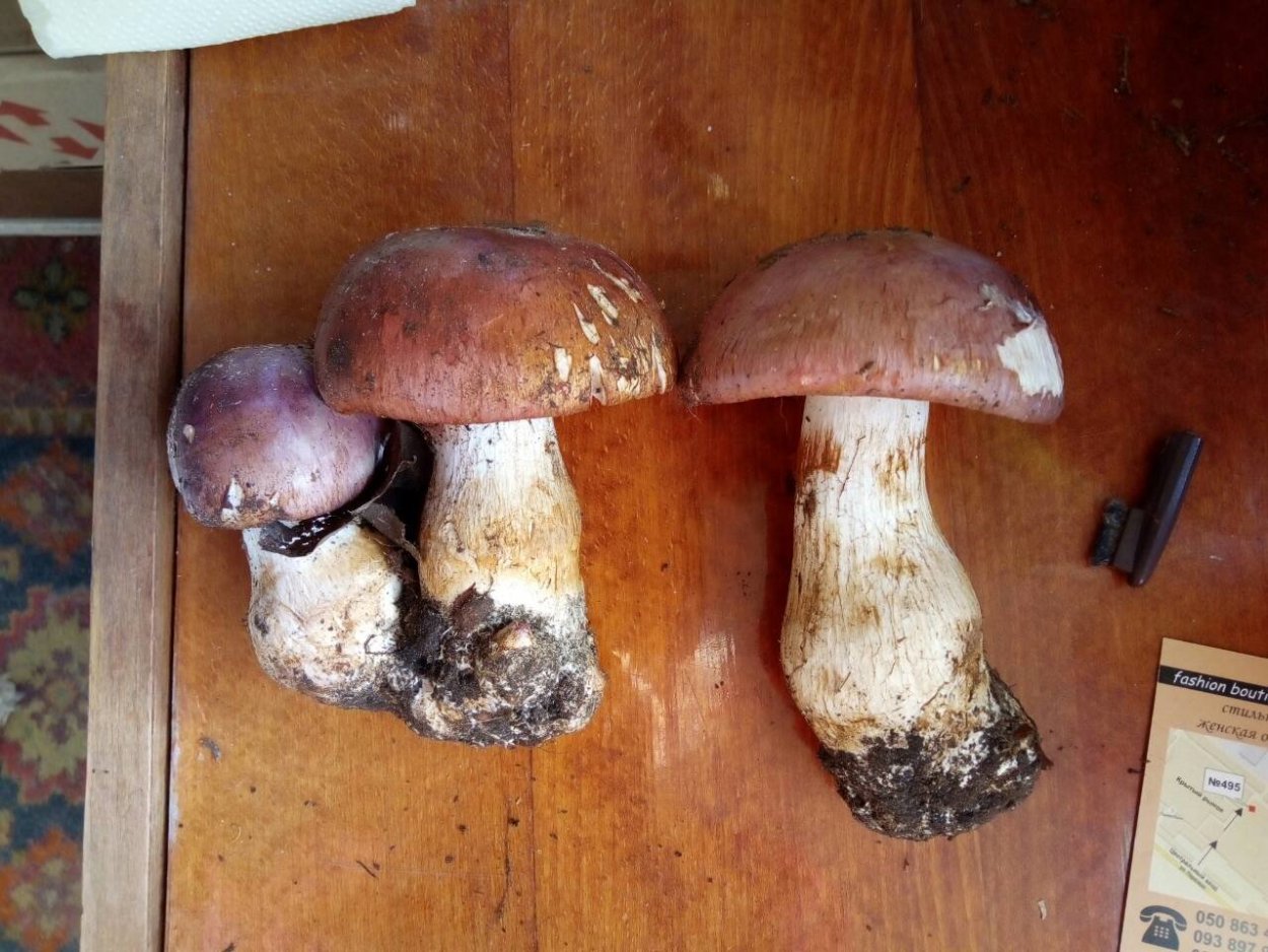 Паутинник гриб съедобный