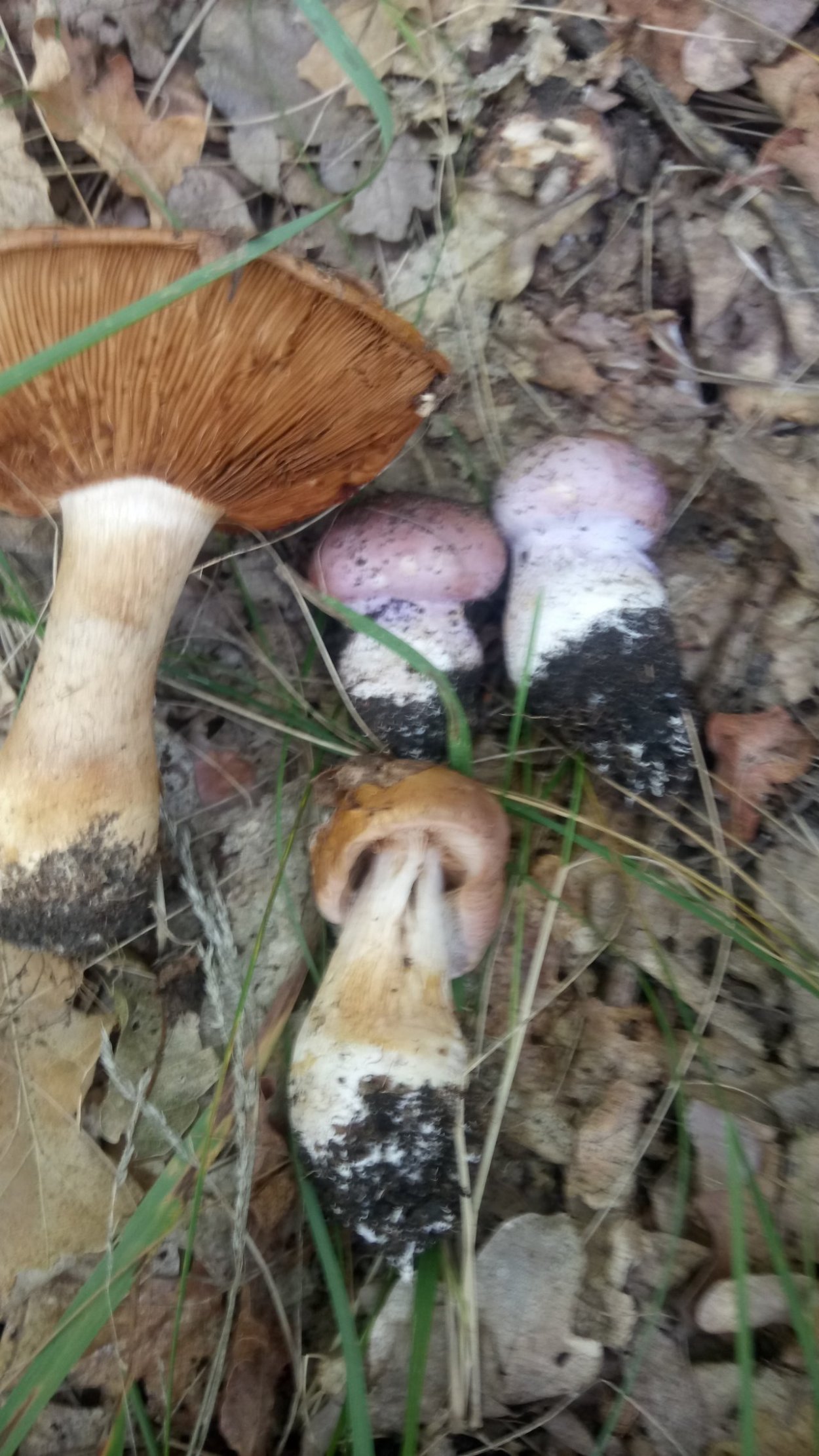 Гриб паутинник голубовато опоясанный