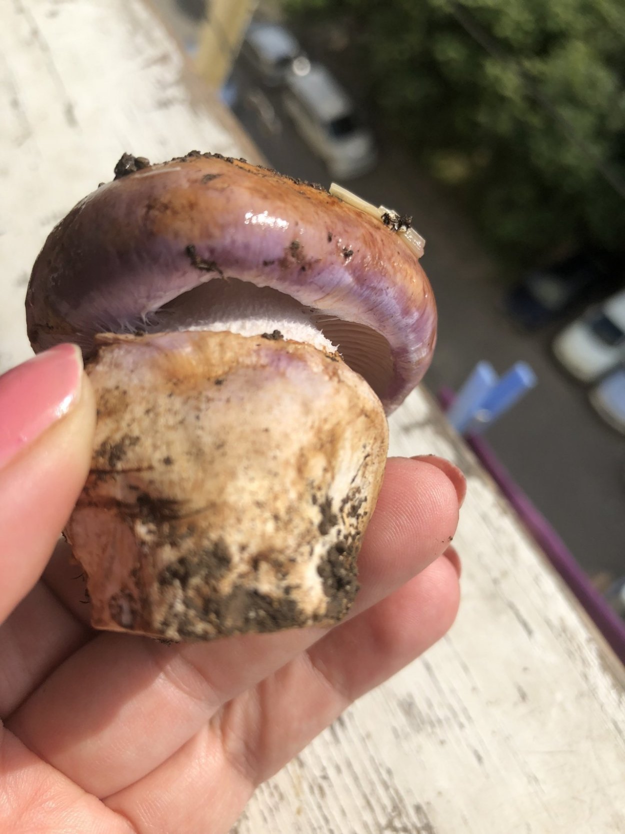 Гриб паутинник голубовато опоясанный