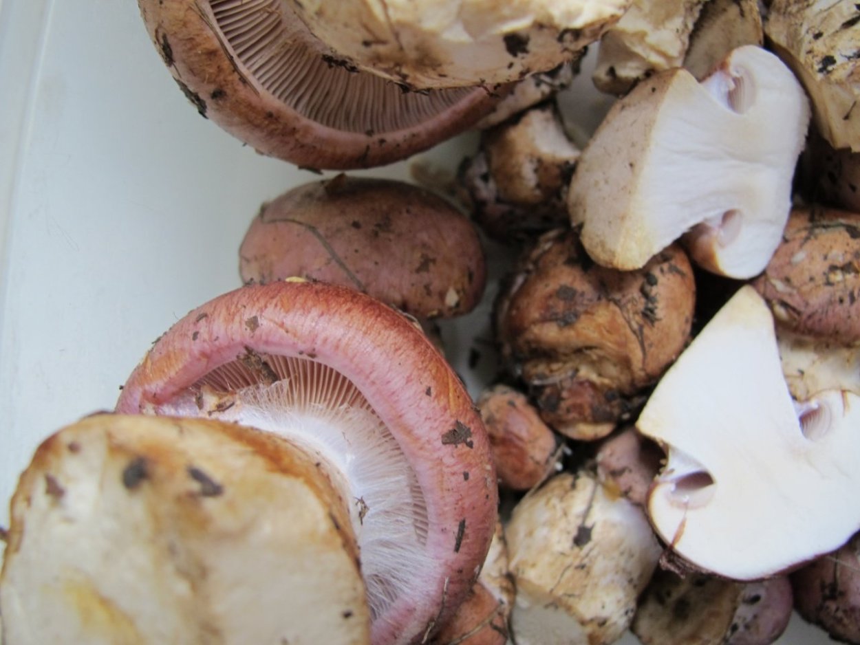 Паутинник слизевой гриб