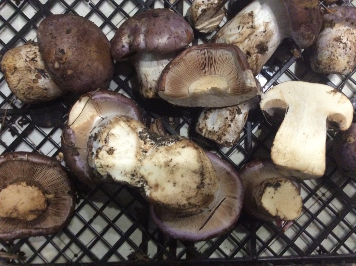 Гриб паутинник голубовато опоясанный