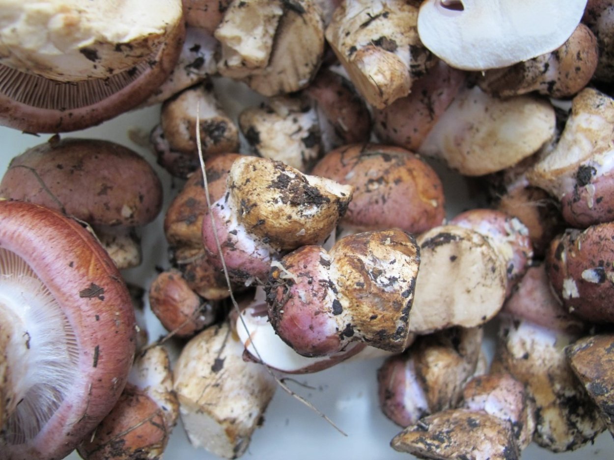 Гриб паутинник голубовато опоясанный