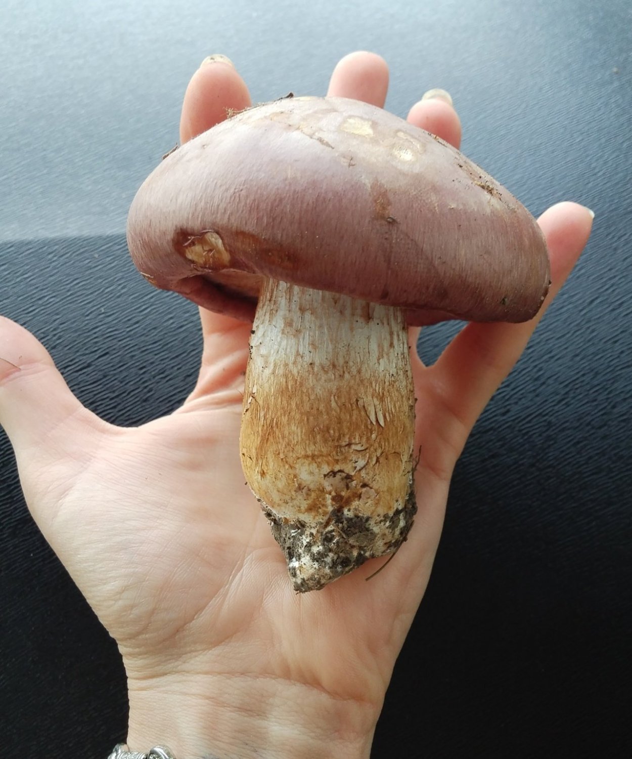 Гриб паутинник голубовато опоясанный