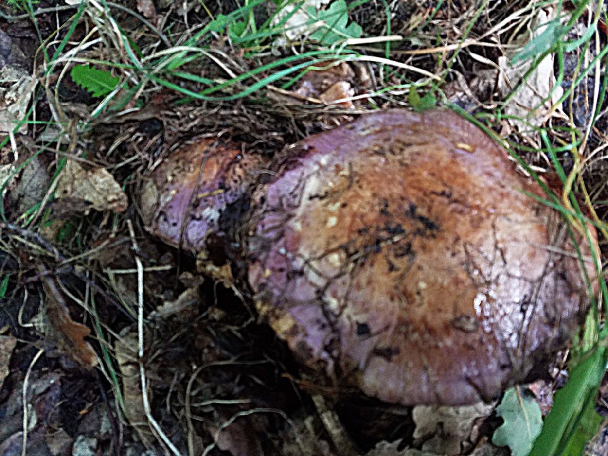 Съедобные грибы Башкирии