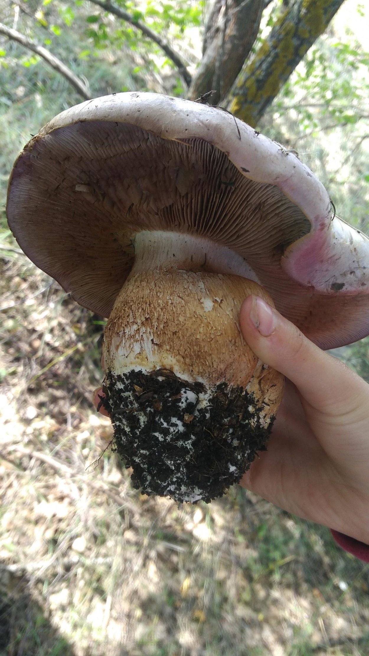 Cortinarius balteatocumatilis