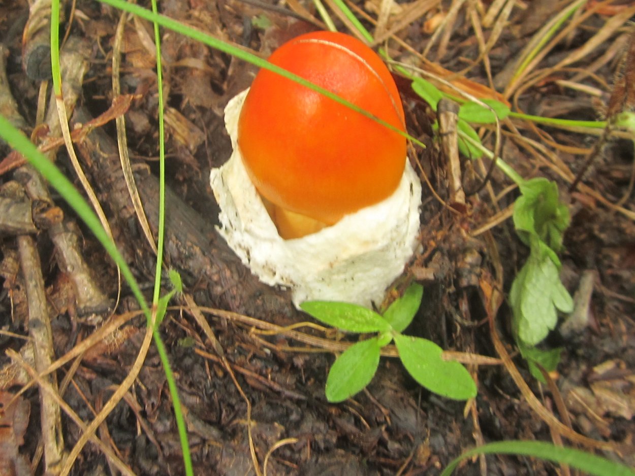 Грибы толкачики съедобные