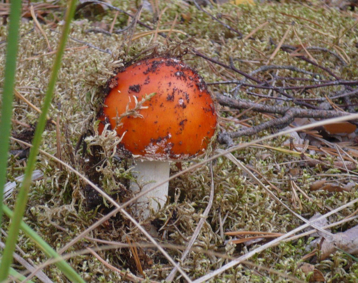 Мухомор Цезаря