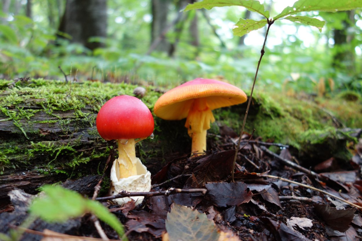 Цезарский гриб (мухомор Цезаря)