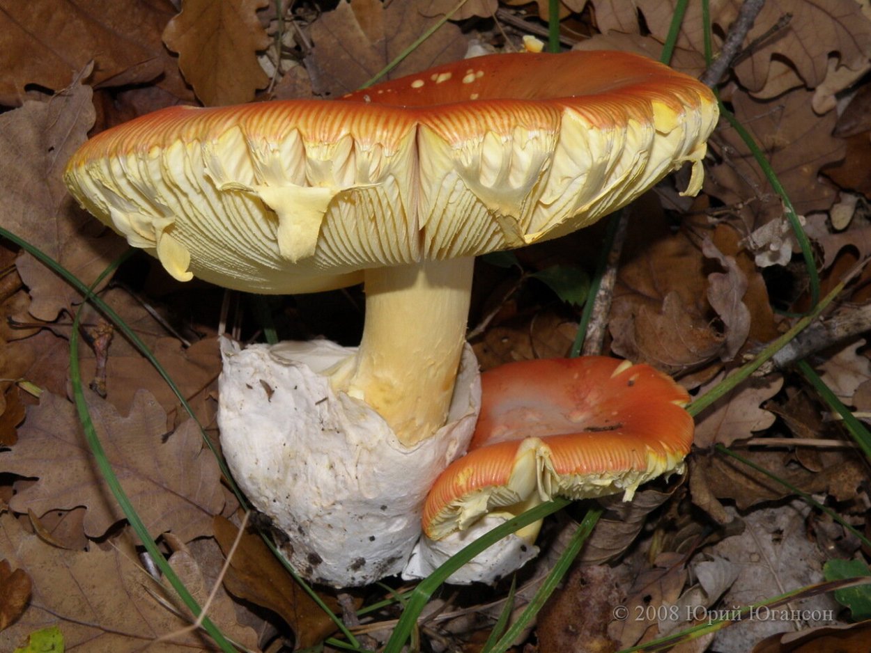 Цезарский гриб Дальневосточный