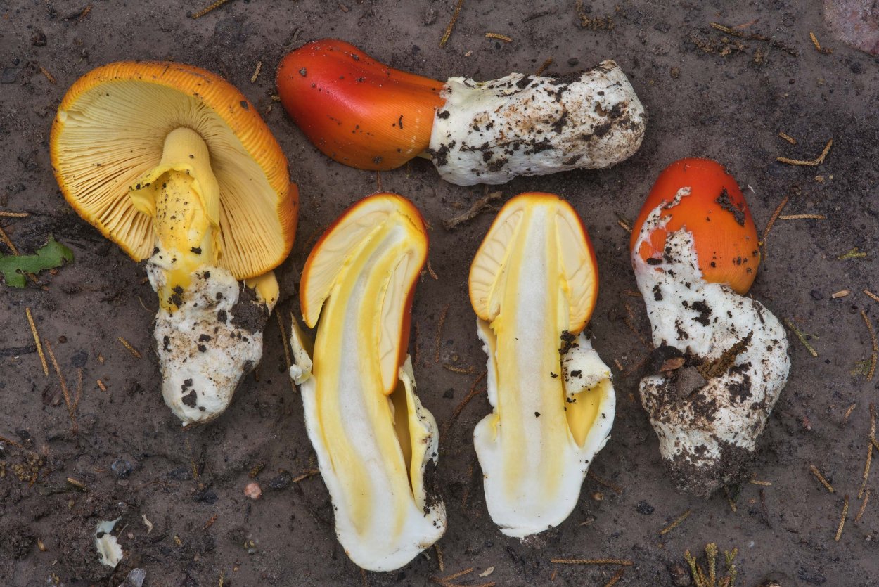 Царский гриб Приморский край