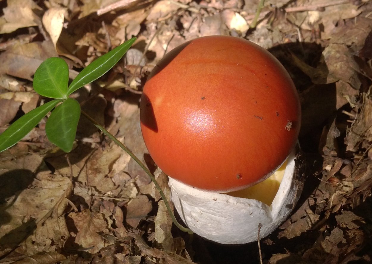 Цезарский мухомор