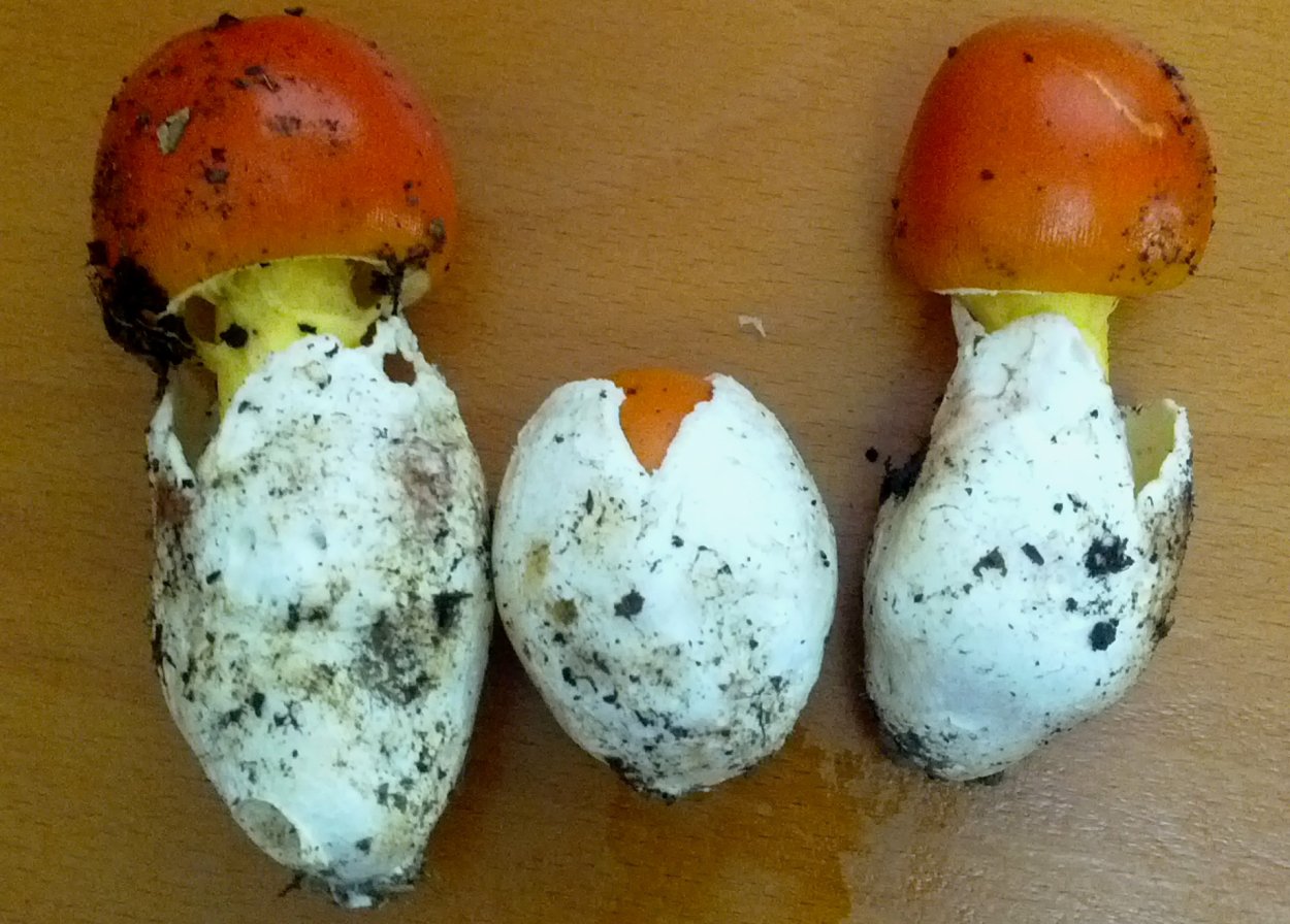 Цезарский мухомор