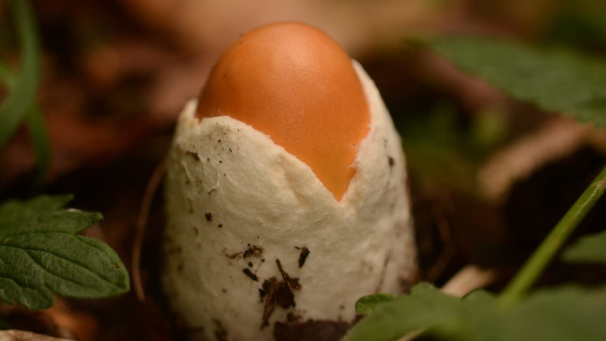 Цезарский гриб (мухомор Цезаря)