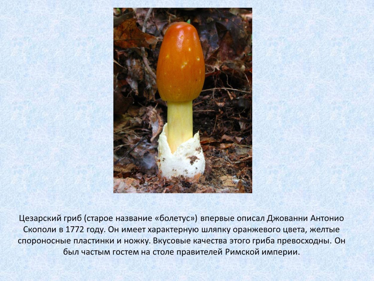 Цезарский мухомор