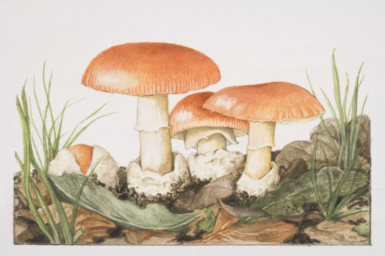 Цезарский гриб яйцо