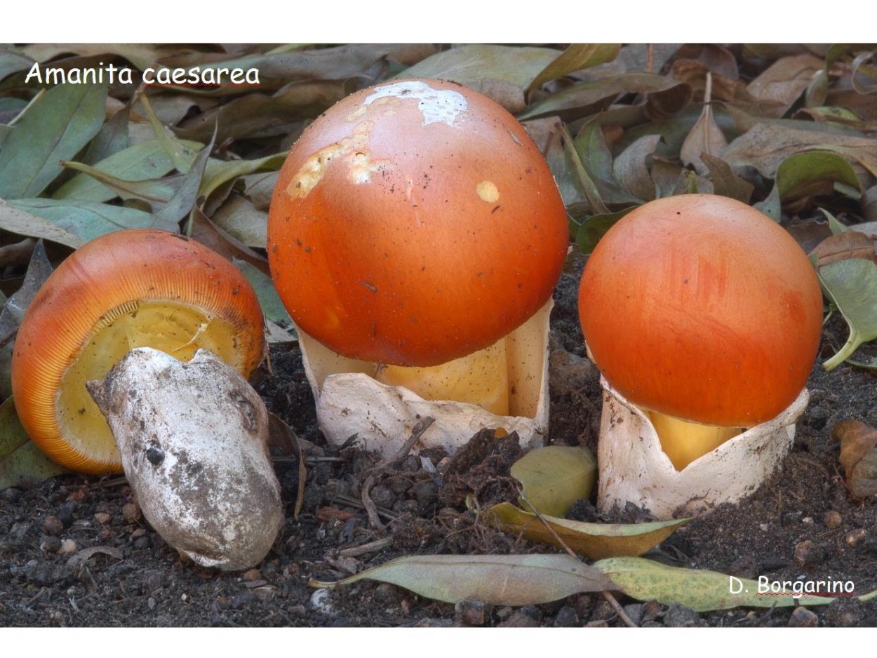 Цезарский (Кесарев) гриб