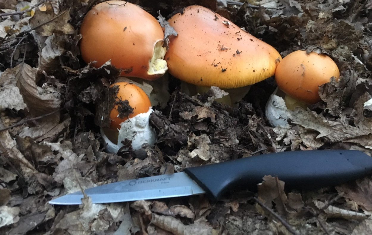 Мухомор цезарский гриб