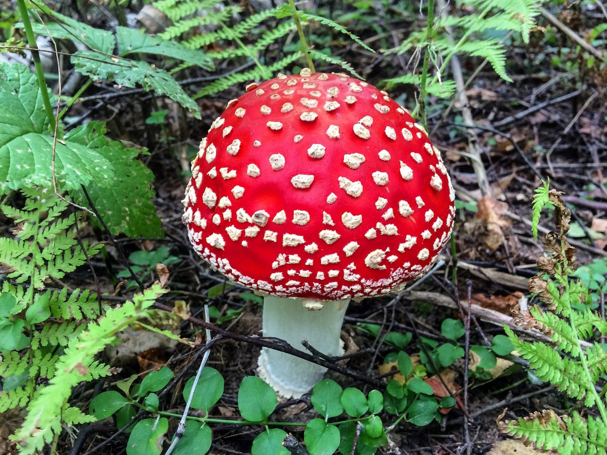 Цезарский мухомор