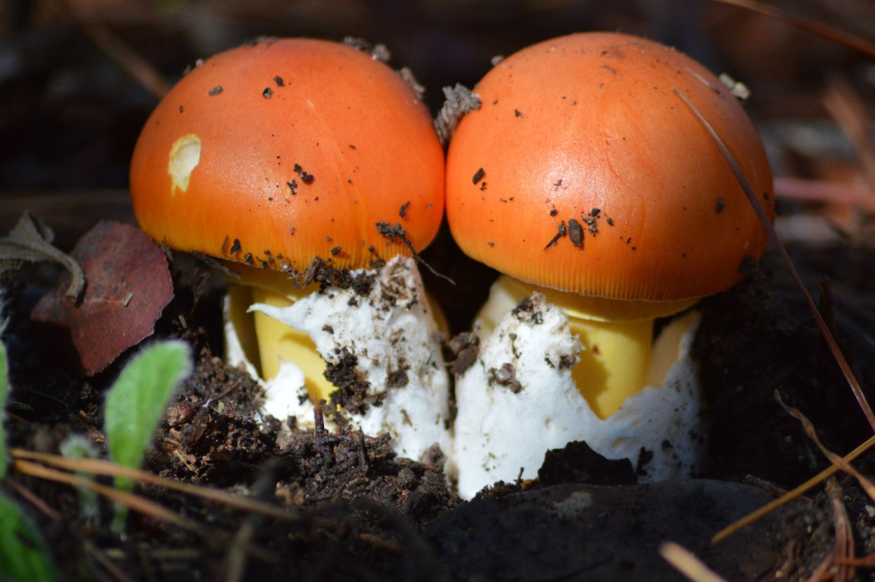 Царский мухомор