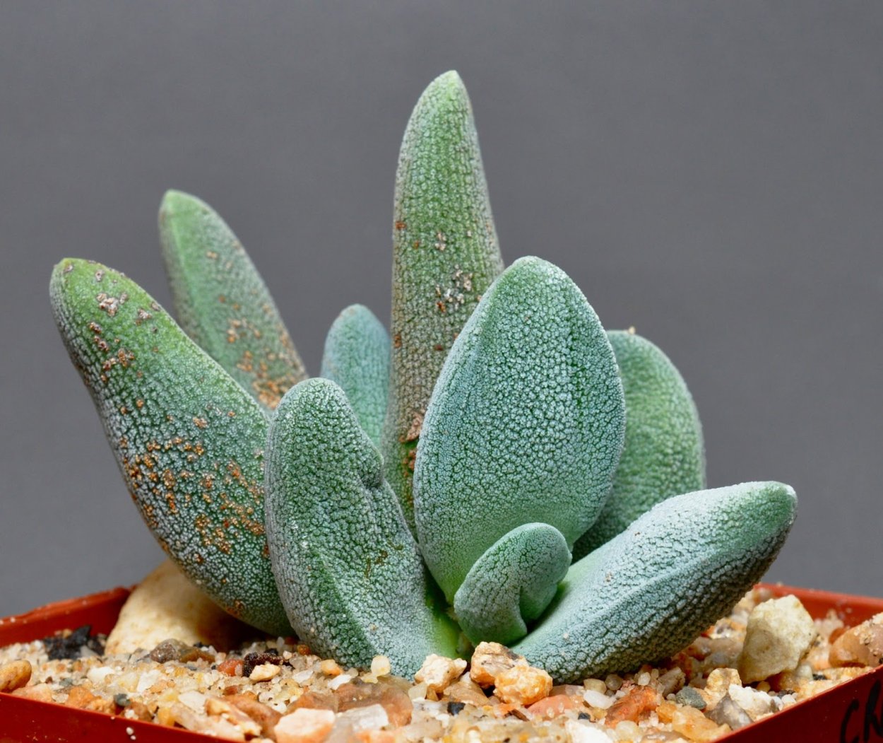 Crassula humbertii