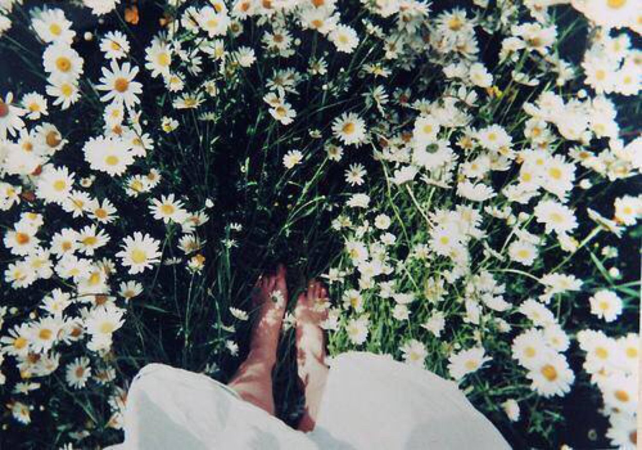 Много ромашек букет