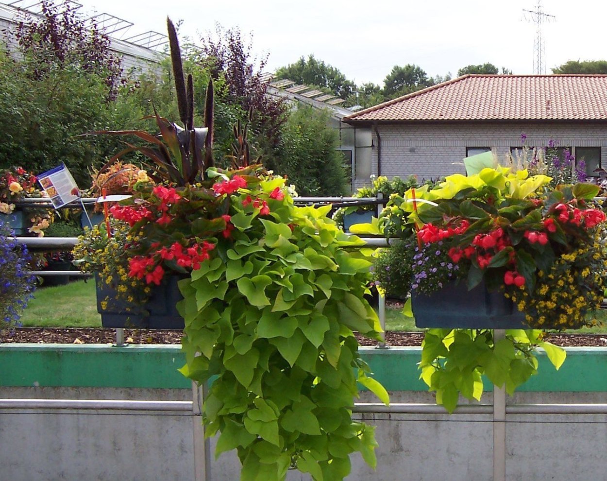 Микс ипомеей батат