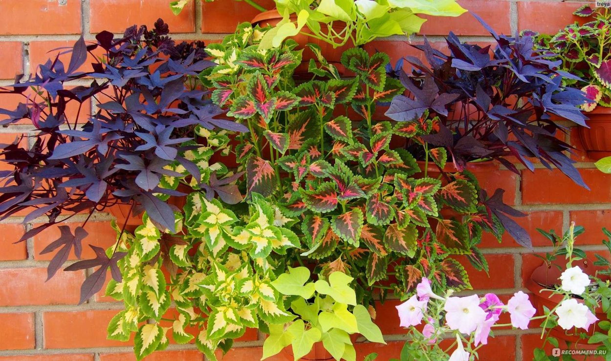 Ипомея батат ампельная