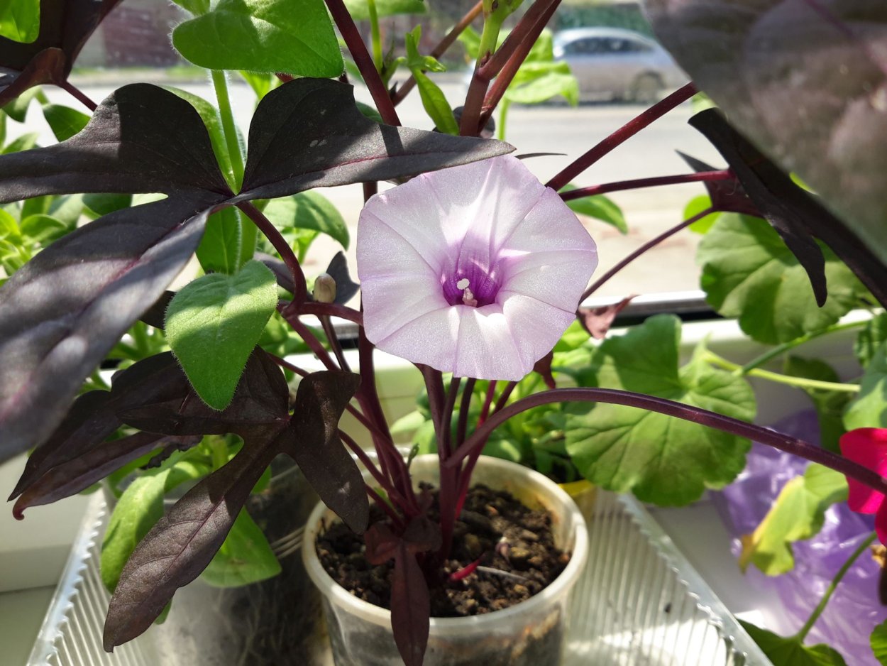 Ипомея батат Маргарита