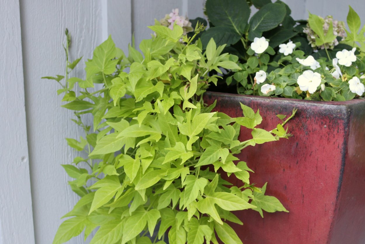 Ипомея батат Гарден