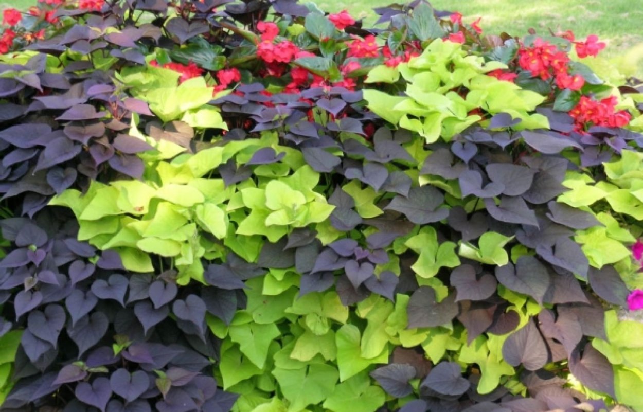 Ипомея ампельная плющевидная