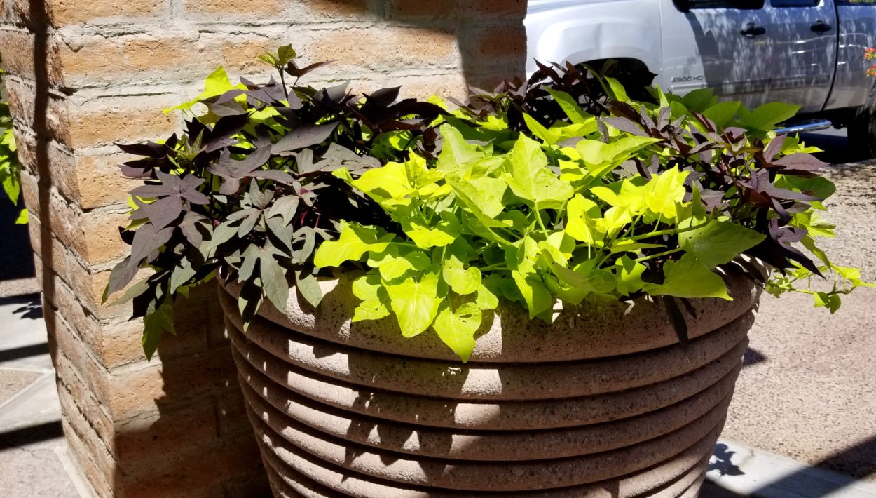 Ипомея батат Маргарита