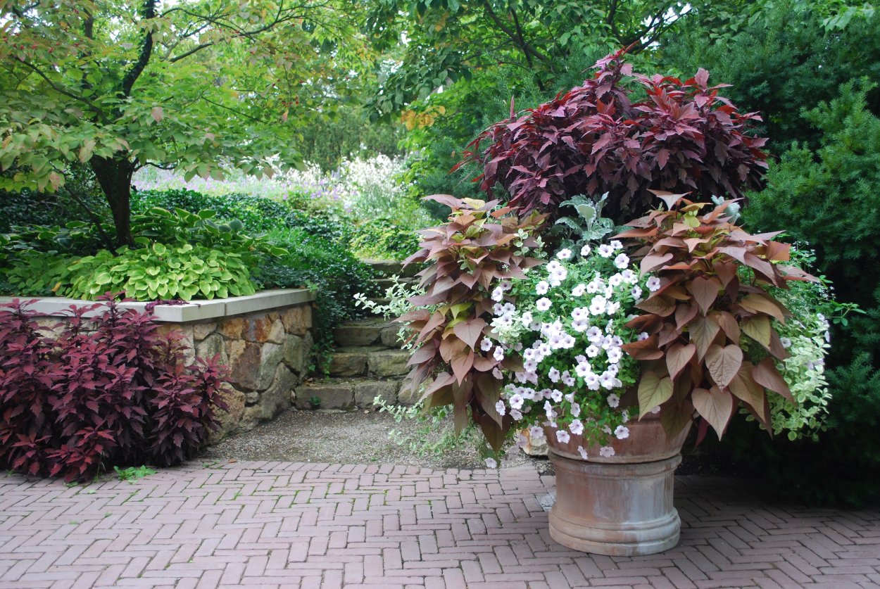 Цветок ипомея батат