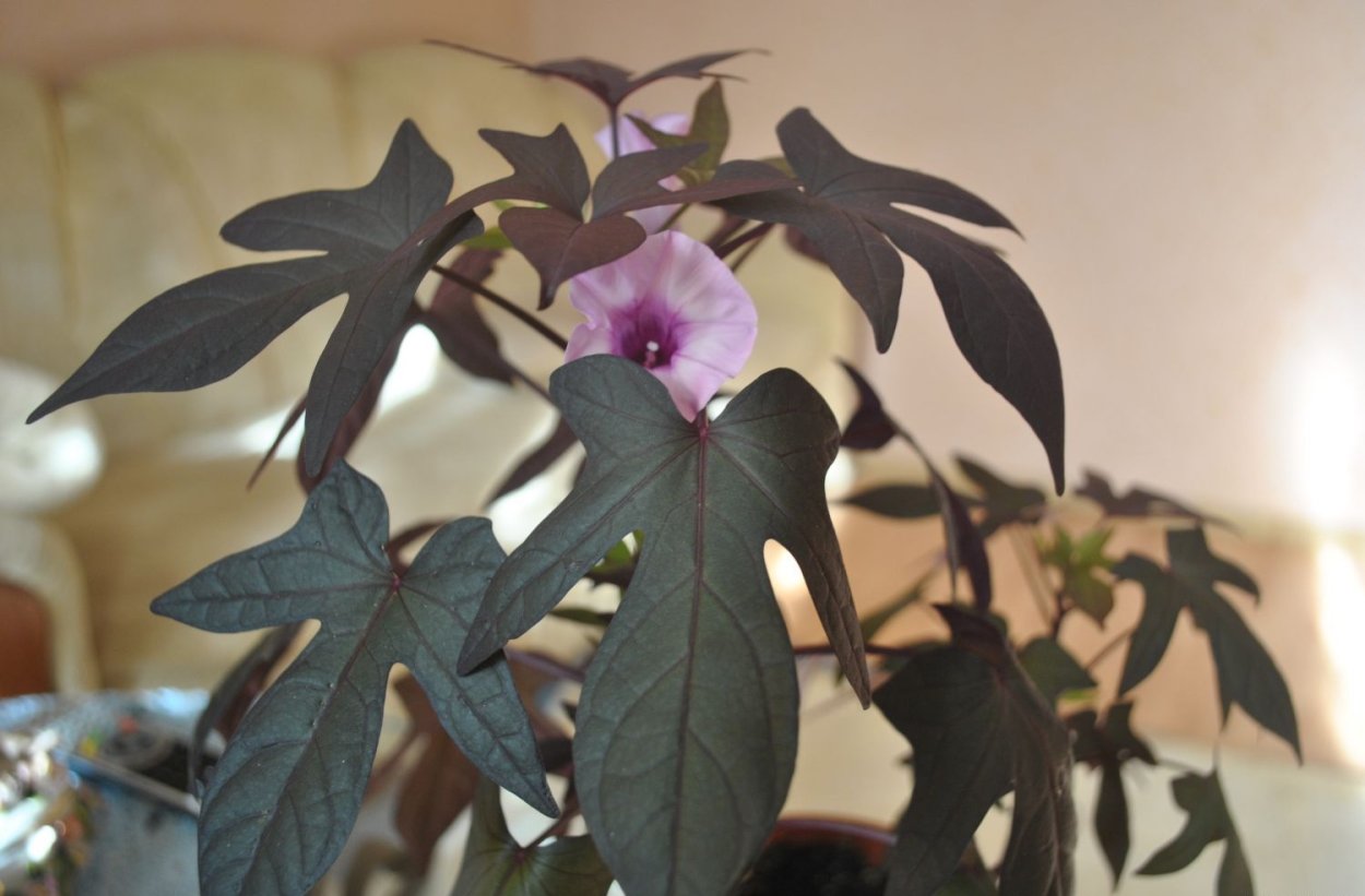 Ипомея батат Маргарита