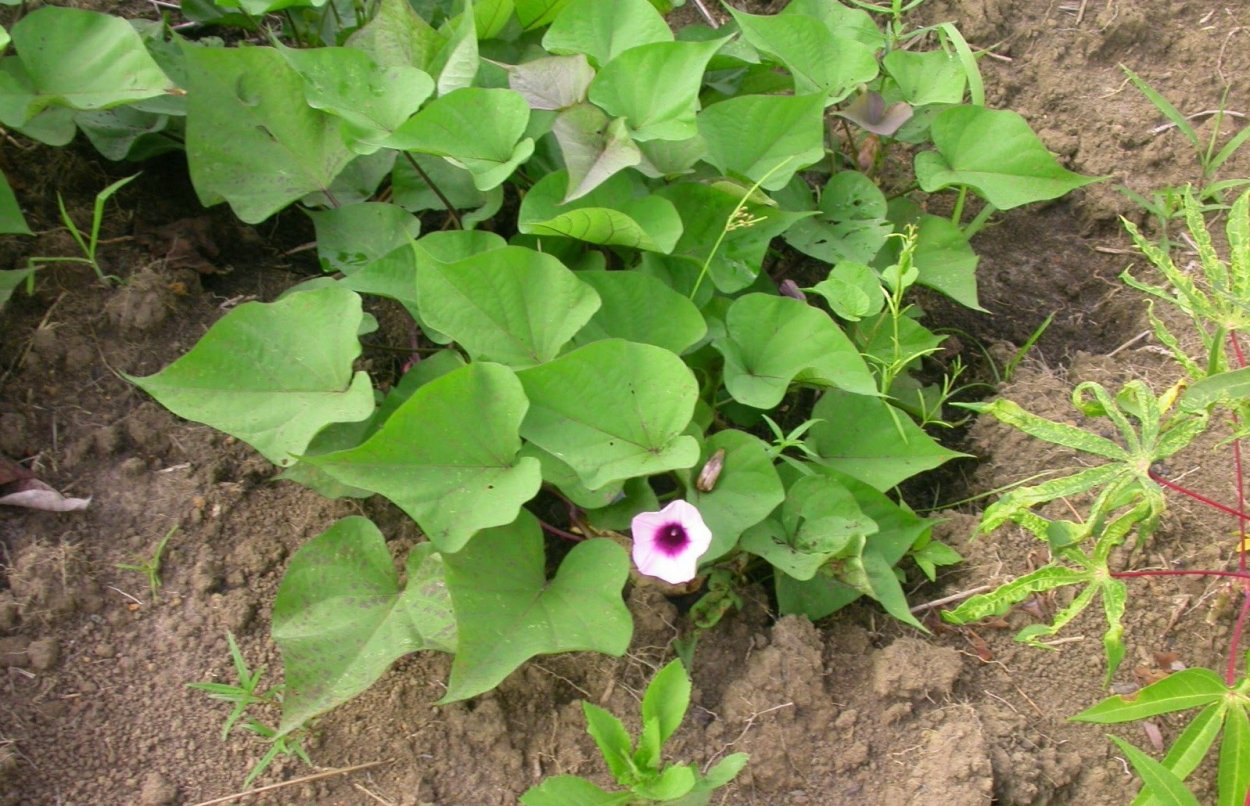 Колеус батат ипомея батат